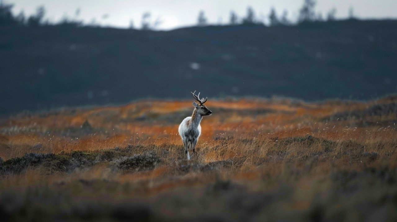 Deer Standing on Grass Field Wildlife in Swedish Lapland, Northern Europe, Minimalist Nature Photography