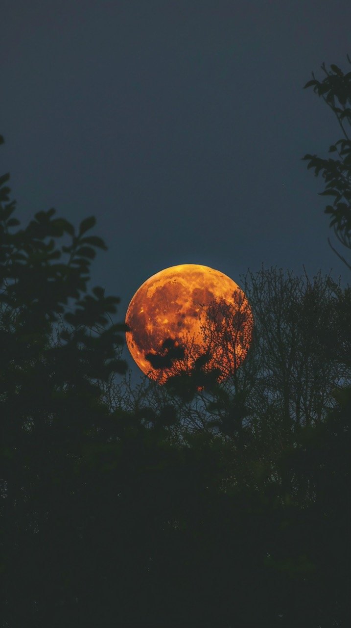 Full Moon Over Green Plants – Beautiful HD Night Sky and Nature Wallpapers