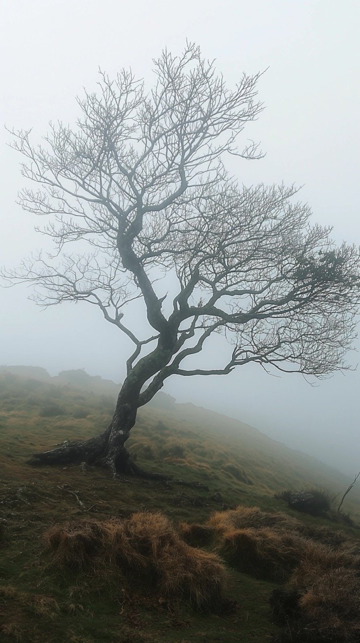 Wilted Tree Under Daylight – Nature Photography Karnataka Landscape Misty Fog Images HD Grey and Wood Wallpapers