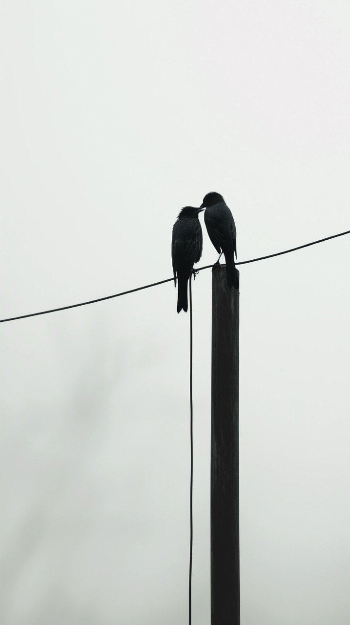 Minimalist Close-Up of Two Birds on Wire HD Grey and White Wallpapers, Photography, Birds Images