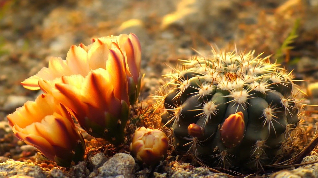 4K time lapse of Rebutia flowers blooming in a desert area, showcasing cactus beauty and growth.