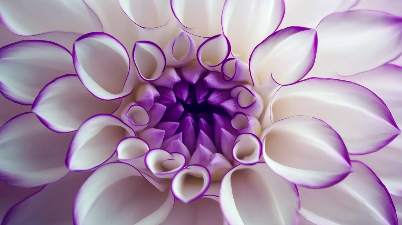 4K time lapse video of blooming purple and white dahlia flower in vibrant close-up detail.