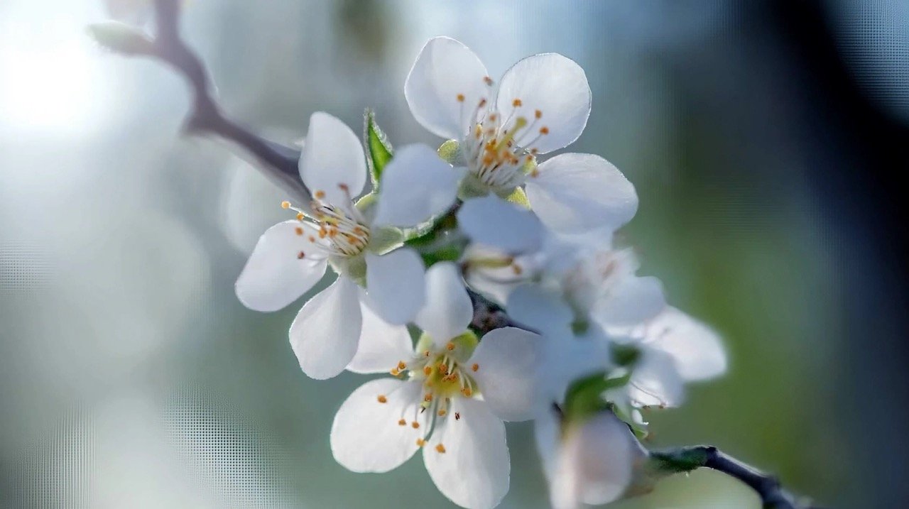 Almond flowers in full bloom on a warm spring day, capturing the beauty of almond tree branches.