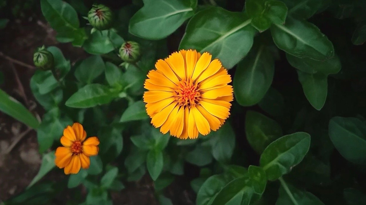 Beautiful orange Calendula Officinalis or pot marigold flowers blooming with bright green leaves as background.