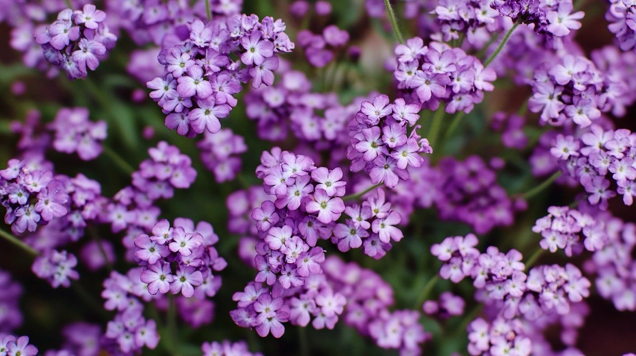 Beautiful pink gypsophila flowers blooming in close-up, perfect for showcasing botany, blossom, and bouquet arrangements.