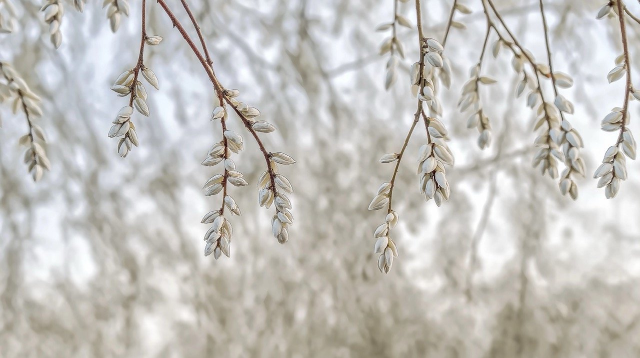 Beautiful willow catkins in white, set against a wintery backdrop, capturing the essence of spring botany