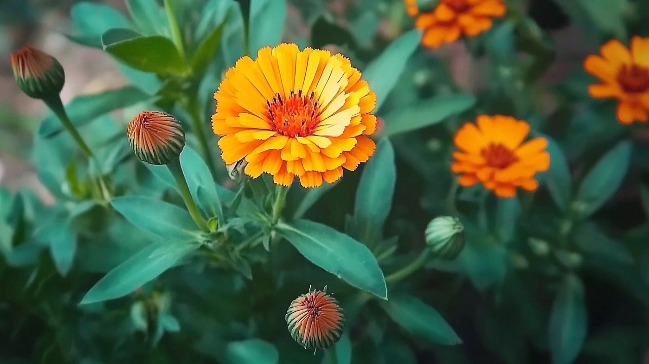 Bright orange Calendula Officinalis flowers blooming on vibrant green leaves, showcasing nature’s beauty and botany.