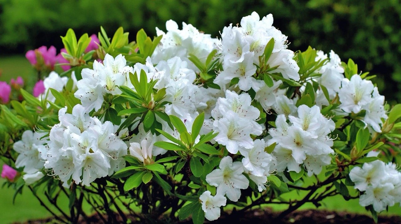 Close-up of small white flowers blooming with abstract background, emphasizing botanical beauty and blossom.