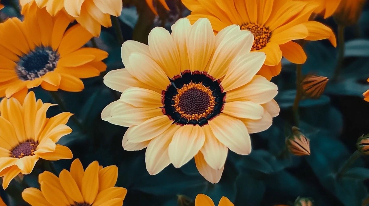 Close-up of vibrant Gazania rigens flowers in various colors, showcasing yellow and brown striped blooms.