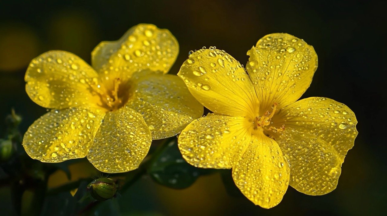 Close-up of yellow flax flowers with morning droplets on petals, highlighting nature’s beauty in Asia.