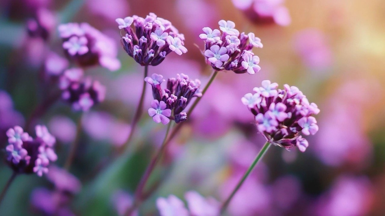 Close-up shot of pink gypsophila flowers in bloom, capturing beauty, botany, and bouquet highlights.