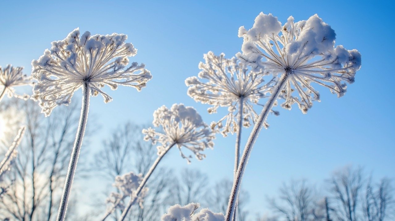 Frosted Plant with Snow on a Clear Winter Day Beautiful Flower Under a Blue Sky in January