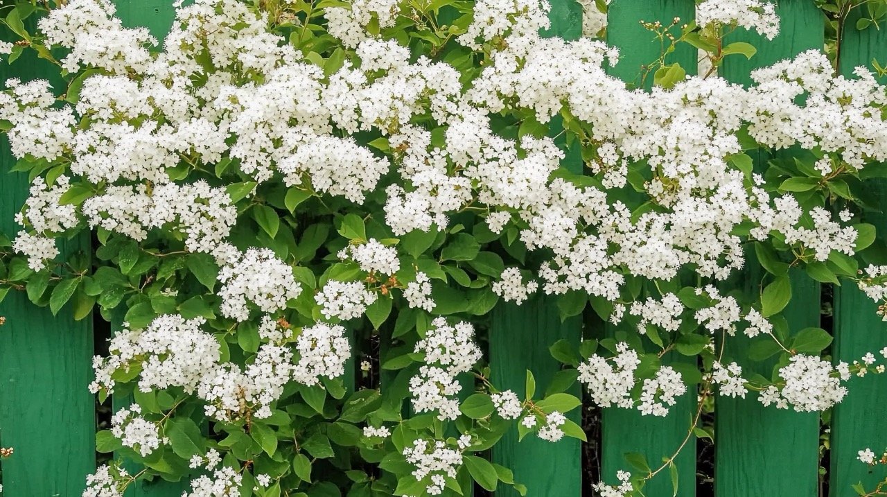 Green fence adorned with white blooming Spirea flowers and Meadowsweet in a vibrant abstract background.