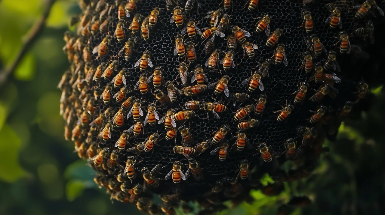 Honey Bees in Nature – Animal Wildlife Photography Showcasing Nest and Natural Themes.