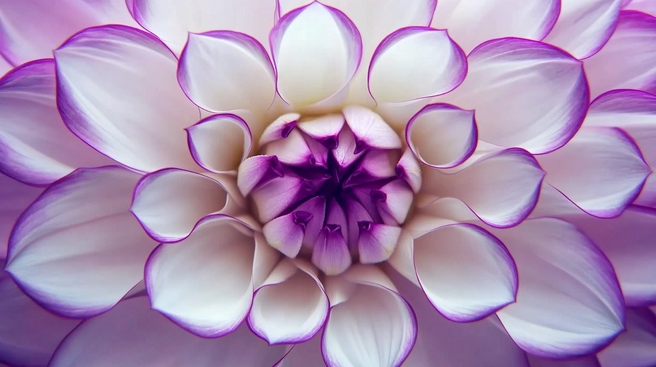 Macro close-up of blooming purple and white dahlia flower in beautiful time lapse nature video.