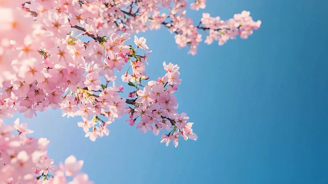 Pink Sakura cherry blossoms blooming on tree in spring with blue sky, copy space included.