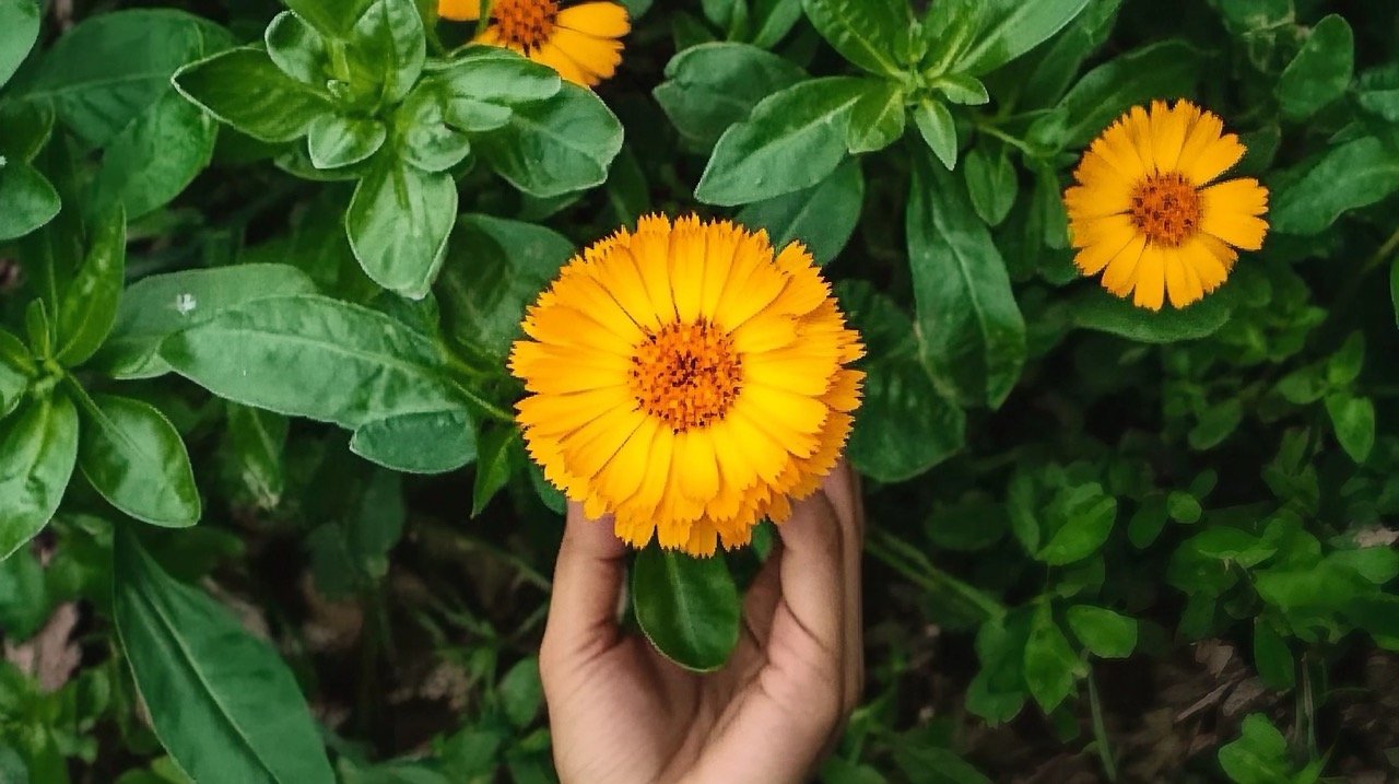 Pot Marigold (Calendula Officinalis) flowers in full bloom with bright orange petals on green leaves.