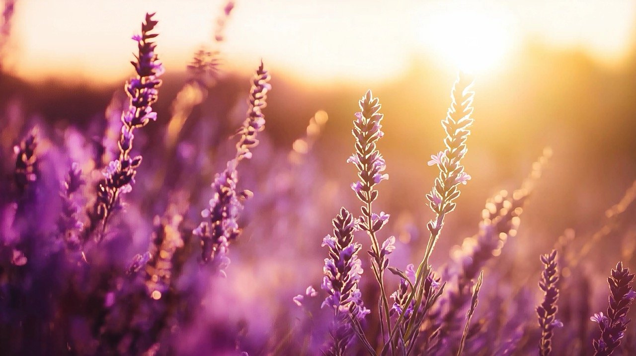 Purple heather flowers in a meadow at sunrise, highlighting the beauty of wildflowers and agricultural fields.