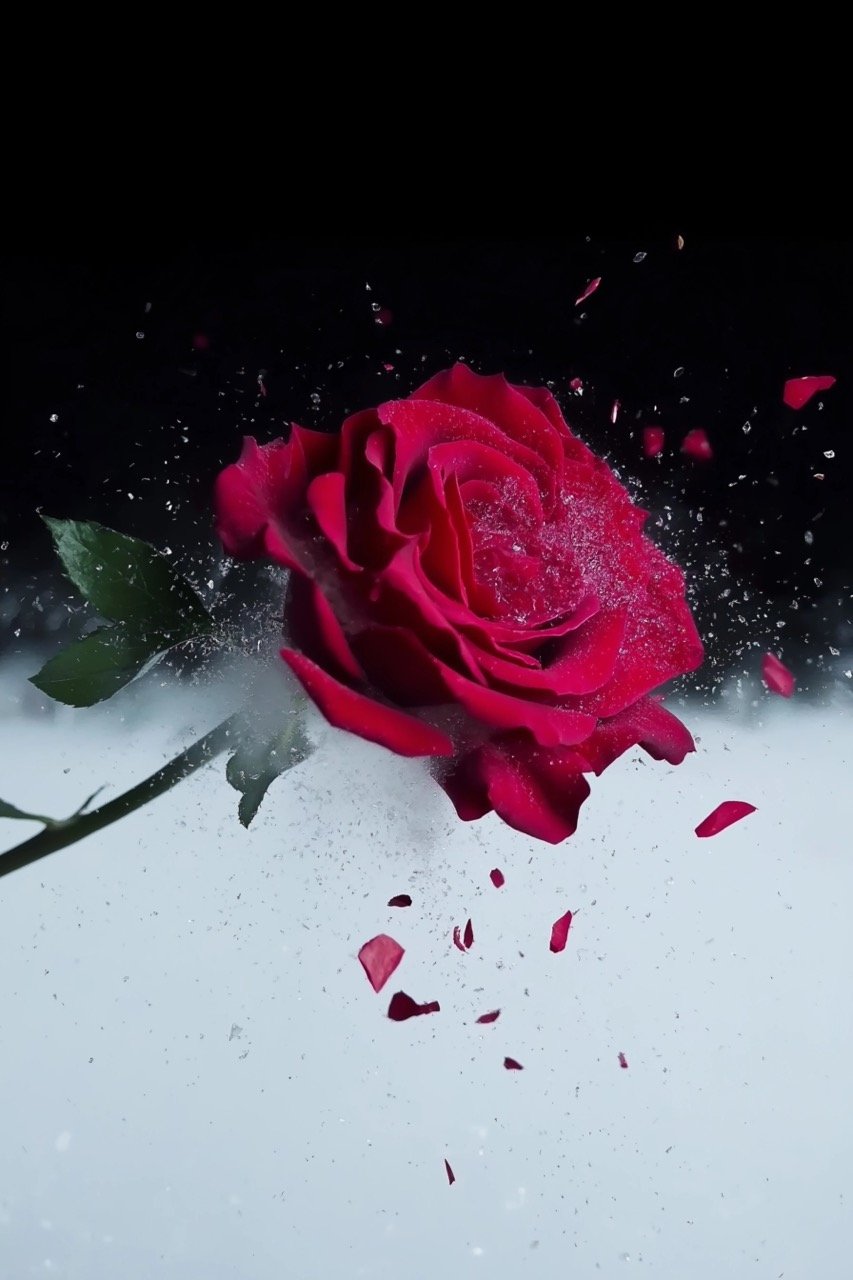 Slow Motion Frozen Red Rose Breaking Apart in 4K Stunning Floral Destruction Video