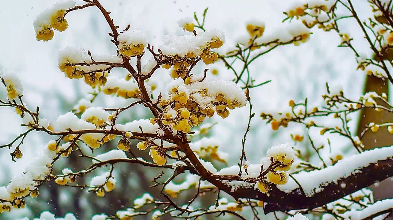 Timelapse of winter transitioning to spring, showing petals covered in snow, nature hyperlapse in spring.