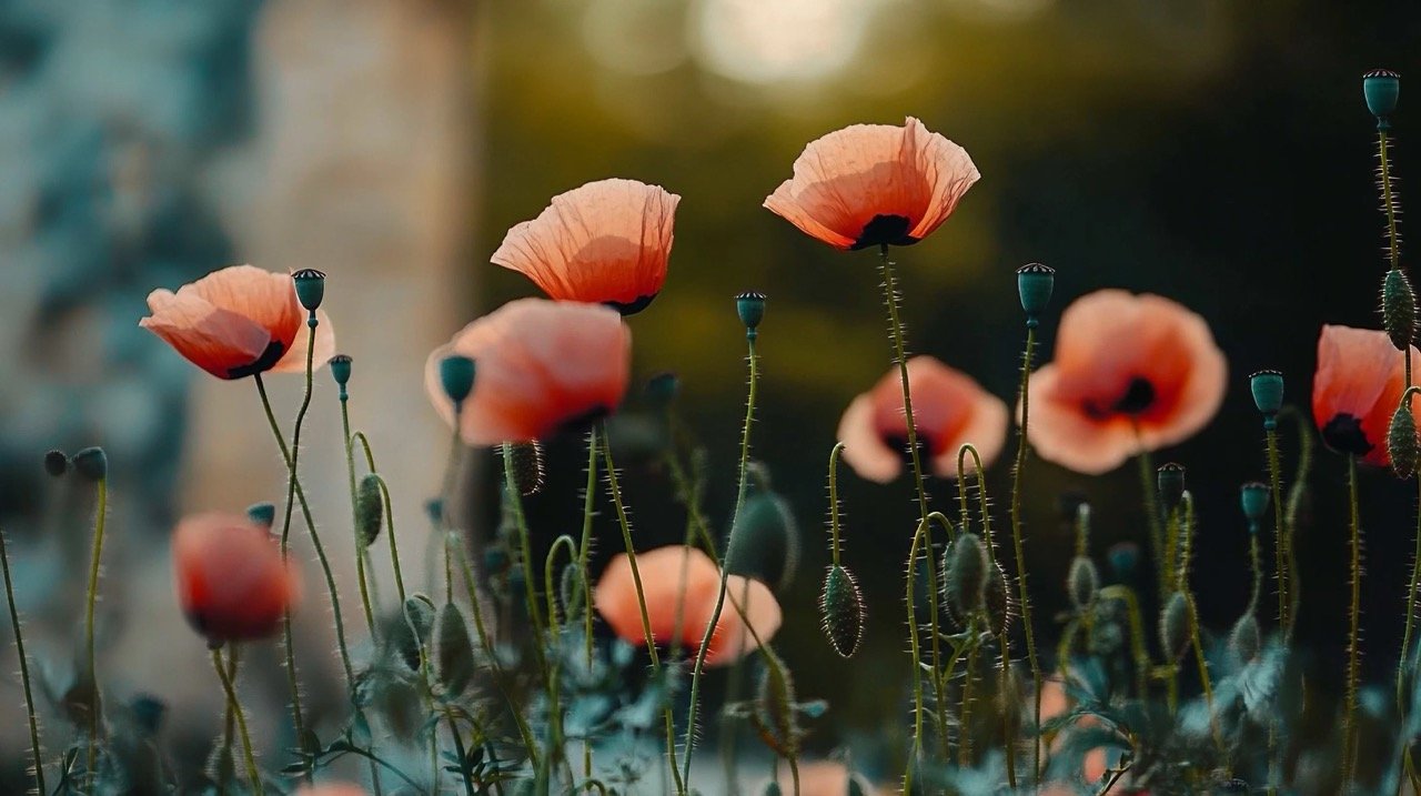 Vibrant field of blooming poppies, showcasing summer wildflowers and nature’s beauty in close-up.