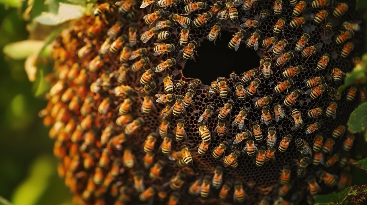 Wildlife Honey Bees – Focus on Animal Nest, Themes, and Animals in Their Natural Habitat.